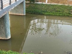 彩娱乐官方网:樟坑径河白鸽湖文化公园段河水浑浊？环保部门：