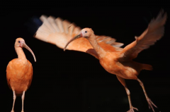 贝博游戏平台:立春，深圳野生动物园上演鸟类秀恩爱大比拼