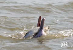 百人牛牛:图集 | 白海豚又来“贺岁”啦